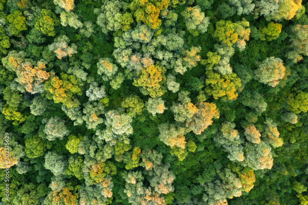 Aerial drone photo looking down on magical summer forest. Nature background. Landscape photography Aerial drone photo looking down on magical summer forest. Nature background. Landscape photography