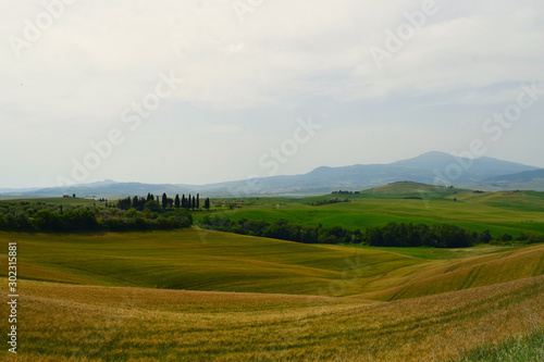 Yellow and green field scenery in hilly Tuscany