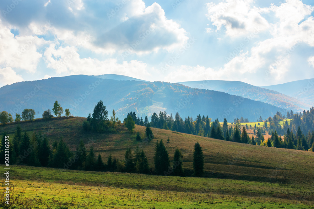 Obraz premium rural area of carpathian mountains in autumn. wonderful landscape of borzhava mountains in dappled light observed from podobovets village. agricultural fields on rolling hills near the spruce forest