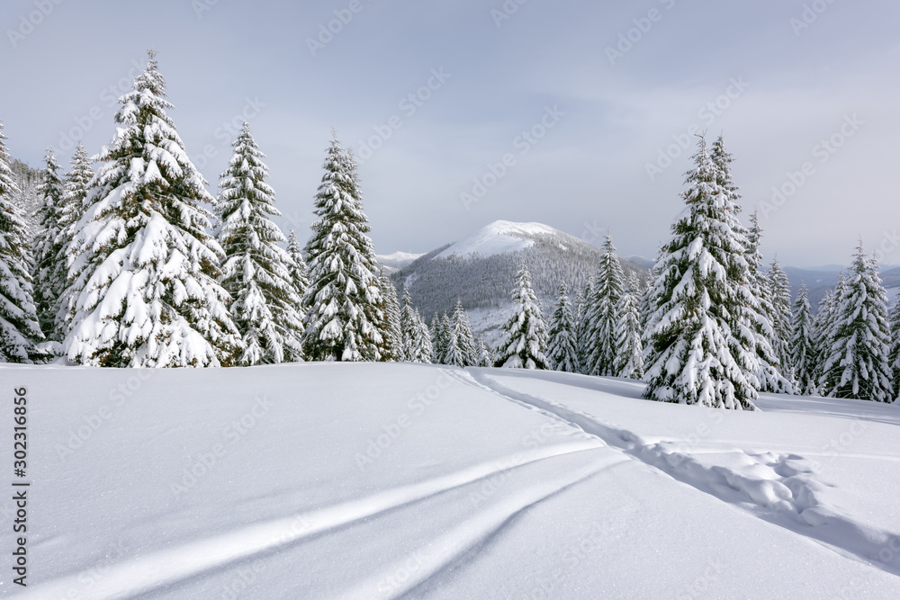 Fototapeta premium Fantastic winter landscape with snowy trees. Carpathian mountains, Ukraine, Europe. Christmas holiday concept