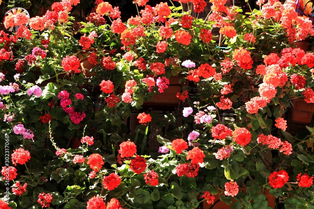 Red and pink geranium pots background