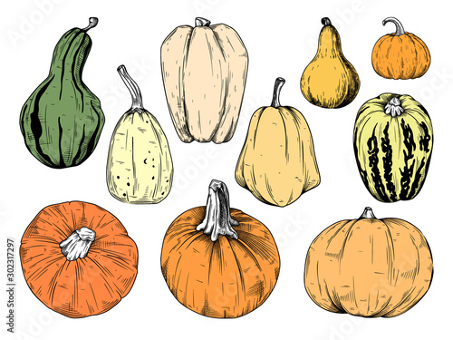 Hand drawn pumpkin set isolated on white background. Vector illustration