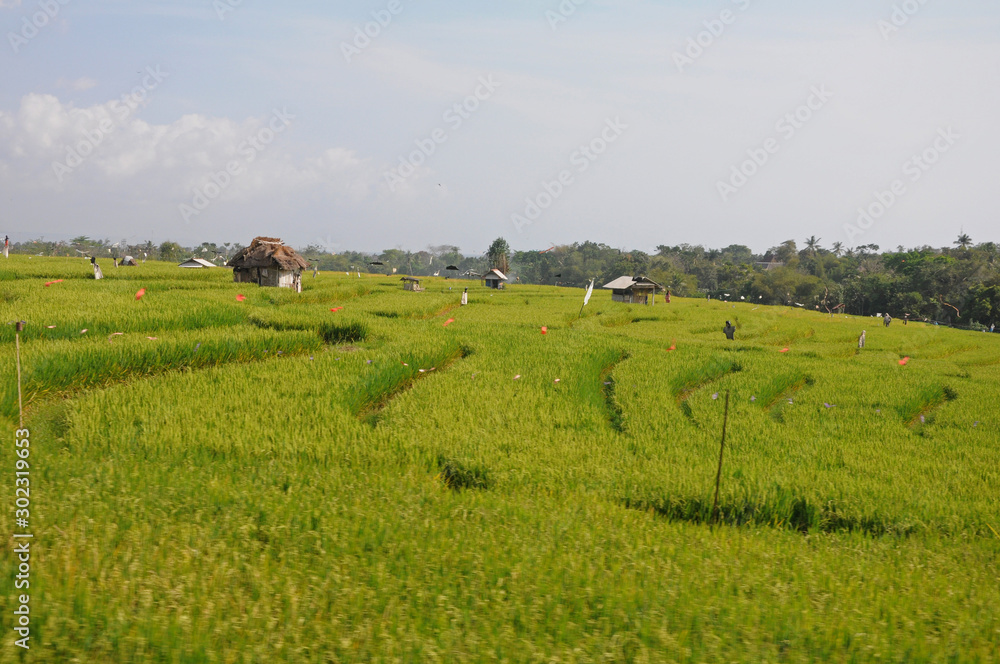 Fototapeta premium Large rice field and its small houses for agriculture surrounded by a lush palm forest in the interior of Bali.