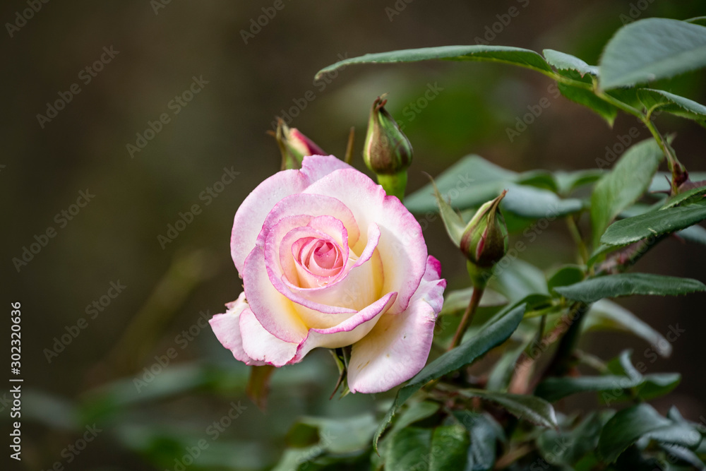 White rose flower closeup. Shallow depth of field, blurred background White rose flower closeup. Shallow depth of field, blurred background