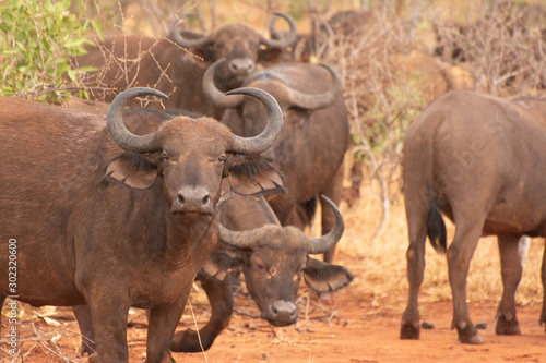 buffala in kenya near tsavo © Wandering Bear