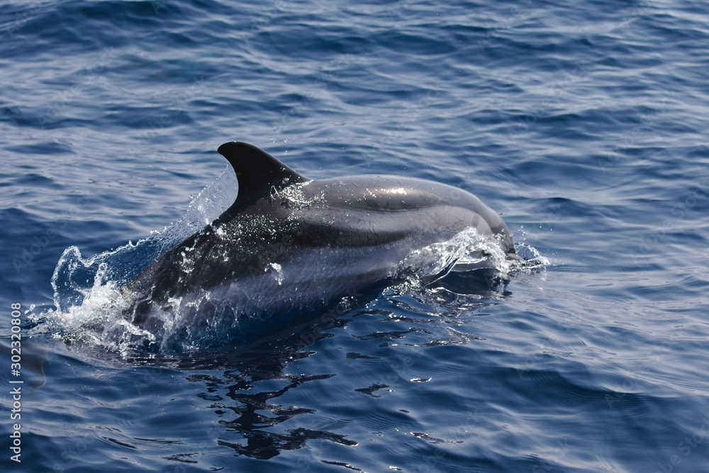 Obraz premium Rencontre avec les dauphins