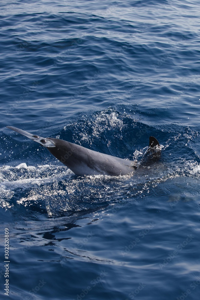 Naklejka premium Rencontre avec les dauphins
