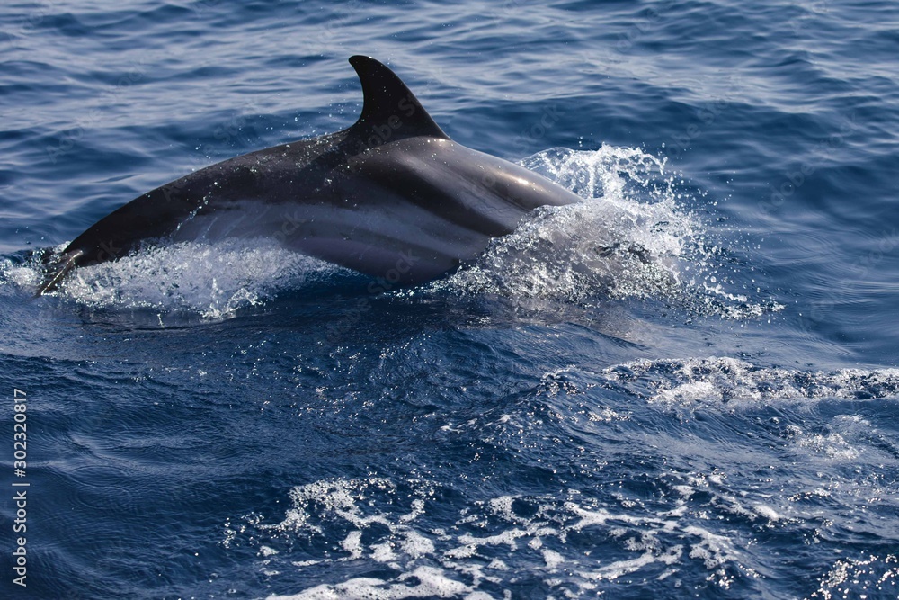 Fototapeta premium Rencontre avec les dauphins