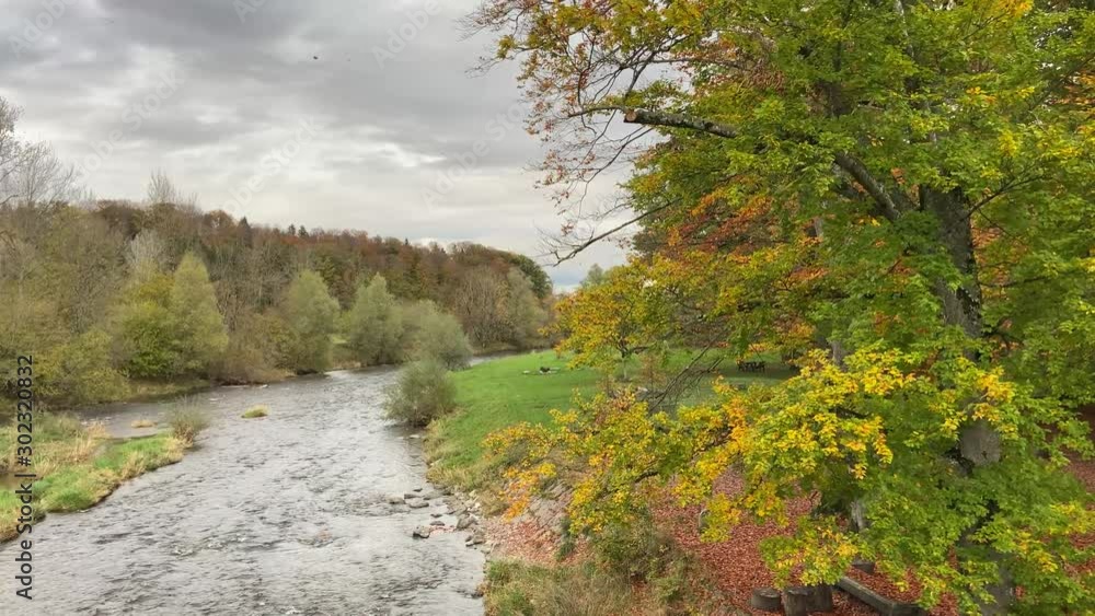 Autumn leaves falling from the tree. River in the forest. Autumn leaves falling from the tree. River in the forest.