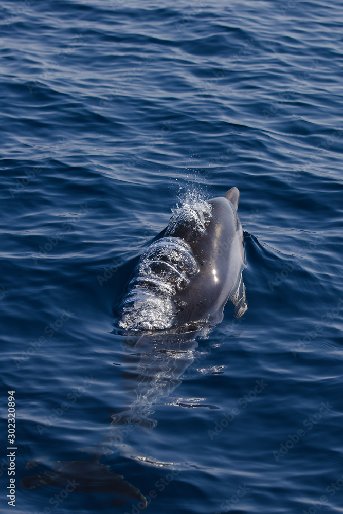 Naklejka premium Rencontrer les dauphins