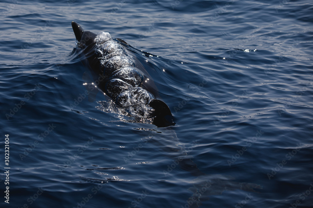 Obraz premium Rencontrer les dauphins