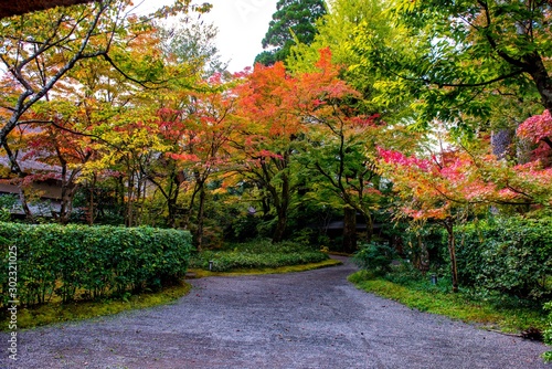 Wallpaper Mural 由布院温泉の紅葉 Torontodigital.ca