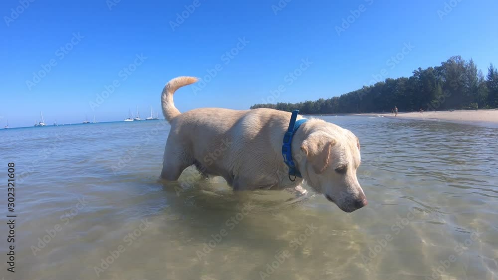 beige dog, probably Labrador Retriever, walks in the clear water near the sandy beach of a tropical island. beige dog, probably Labrador Retriever, walks in the clear water near the sandy beach of a tropical island.