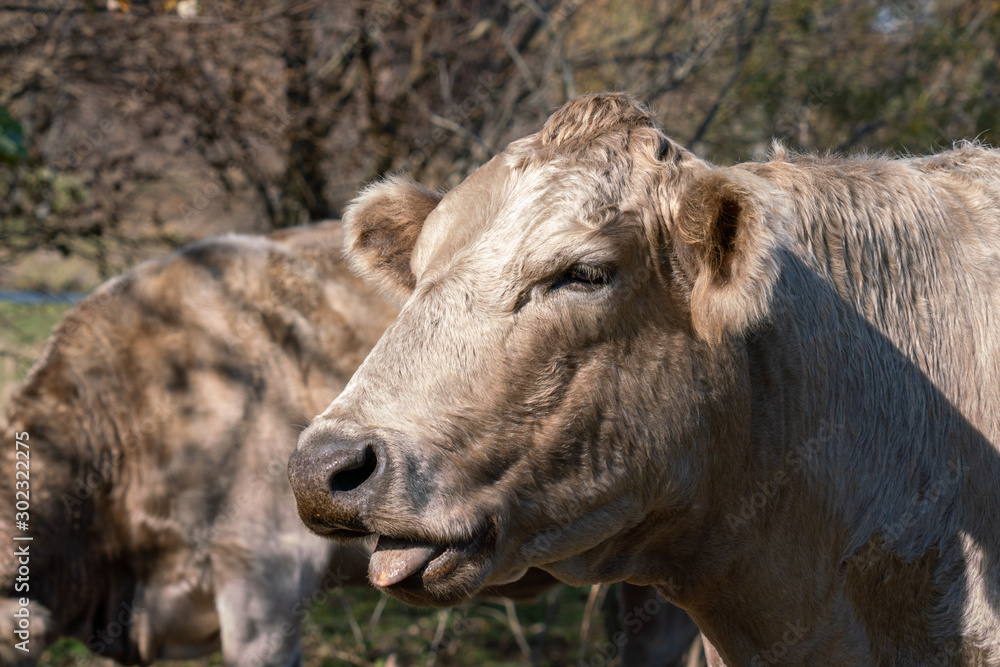 A large tan colored cow sticking its tongue out. A funny, close up view of a cow A large tan colored cow sticking its tongue out. A funny, close up view of a cow