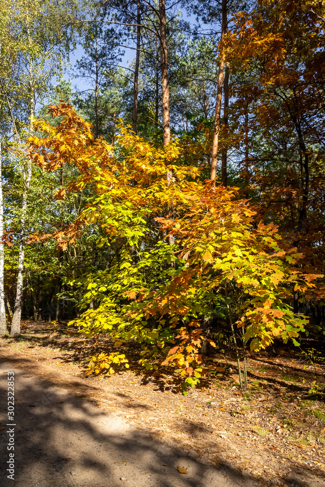 Fototapeta premium Maple tree with golden leaves in forest