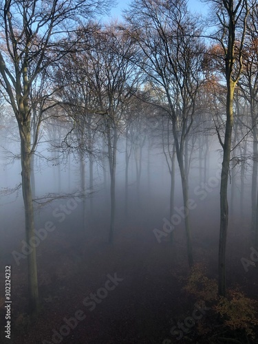 Nebelschleier in herbstlichem Wald