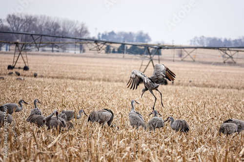 Vertical image of sandhill crane landing in a cornfield photo