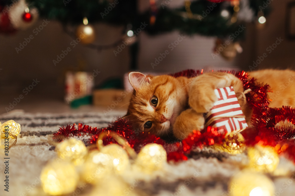 Ginger cat playing with garland and gift box under Christmas tree. Christmas and New year concept - obrazy, fototapety, plakaty 