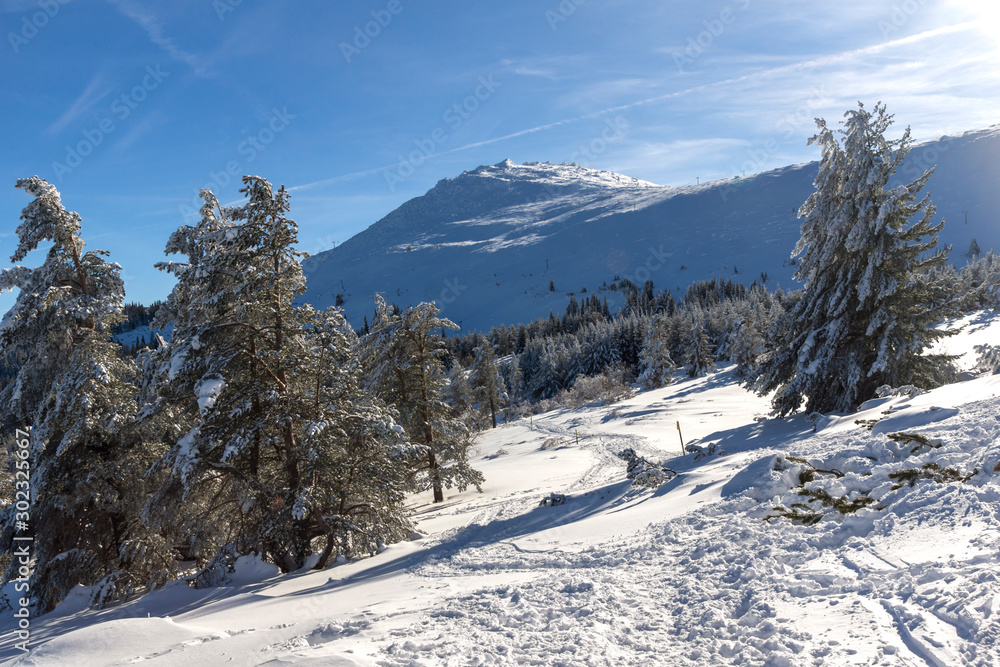 Winter view of Vitosha Mountain with trees covered with snow, Sofia City Region, Bulgaria