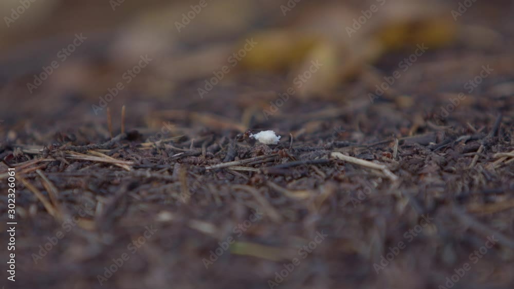 ant dragging peace of bread across anthill