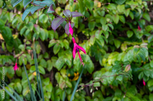 fuchsia flowers hanging in bloom stock