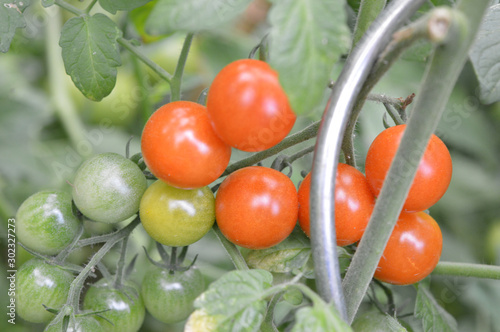 Tomate