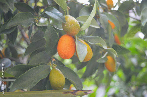 kumquat