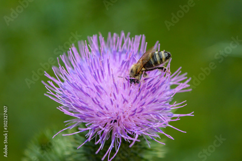 Distel mit Biene