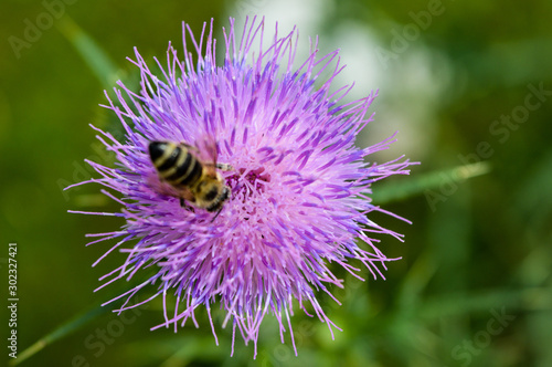 Distel mit Biene