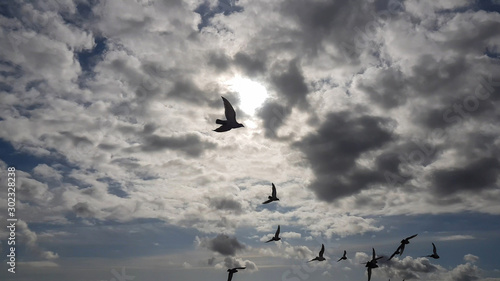 Flock of birds flying on cloudy day