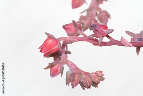 Pink Bud Cluster of Dick's Pink Succulent  photo