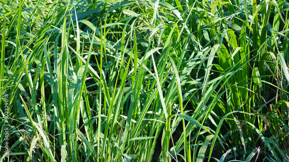 Lush Swamp Grass growing in Louisiana Lush Swamp Grass growing in Louisiana