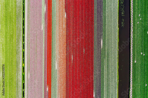 Photography Aerial drone shot view of Tulips Field near Keukenhof in Netherlands