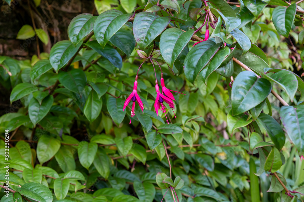 fuchsia flowers hanging in bloom stock fuchsia flowers hanging in bloom stock