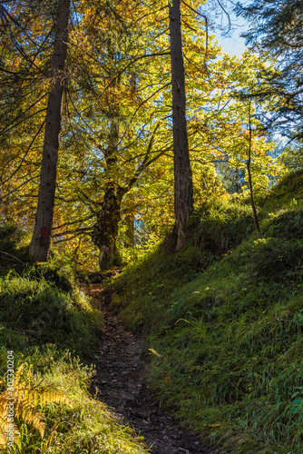 autumn in the forest