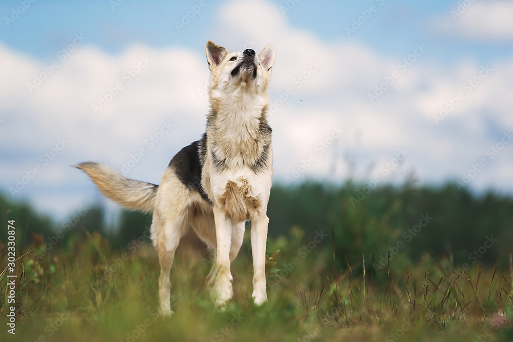 Curious young Shepherd dog standing on field