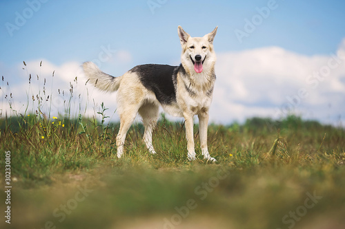 Focused Shepherd dog standing on path on field © Alexandr