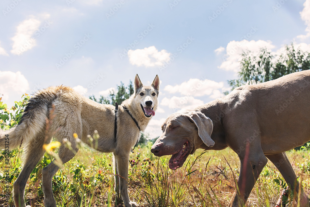 Naklejka premium Active laika and Weimaraner dogs playing in forest