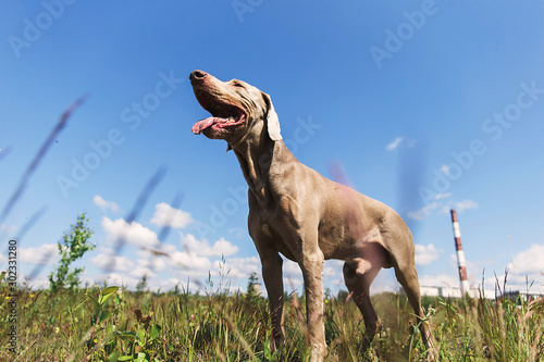 Tablou canvas Gorgeous Hungarian Vizsla hound standing on meadow