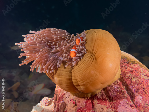 Clownfish or ocellaris clownfish (Amphiprion ocellaris) nestled in a magnificent sea anemone (Heteractis magnifica) near Anilao, Philippines.  Underwater photography and marine life. photo