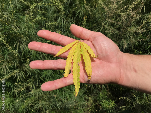 green branch with hemp leaves in male hands on a background of nature