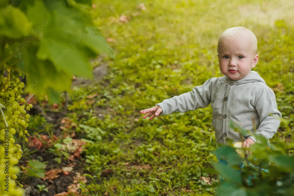 Little girl points to grapes growing on a bush. child eats fresh fruits and berries from the garden. Organic farming, the cultivation of natural products. Harvesting concept Little girl points to grapes growing on a bush. child eats fresh fruits and berries from the garden. Organic farming, the cultivation of natural products. Harvesting concept