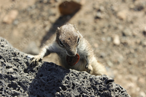 Detalle - macro de las ardillas morunas de Fuerteventura photo