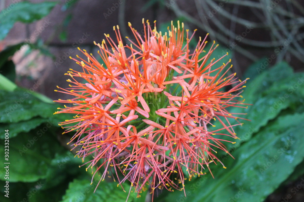 Flores del Botánico de Tenerife (Islas Canarias - España)