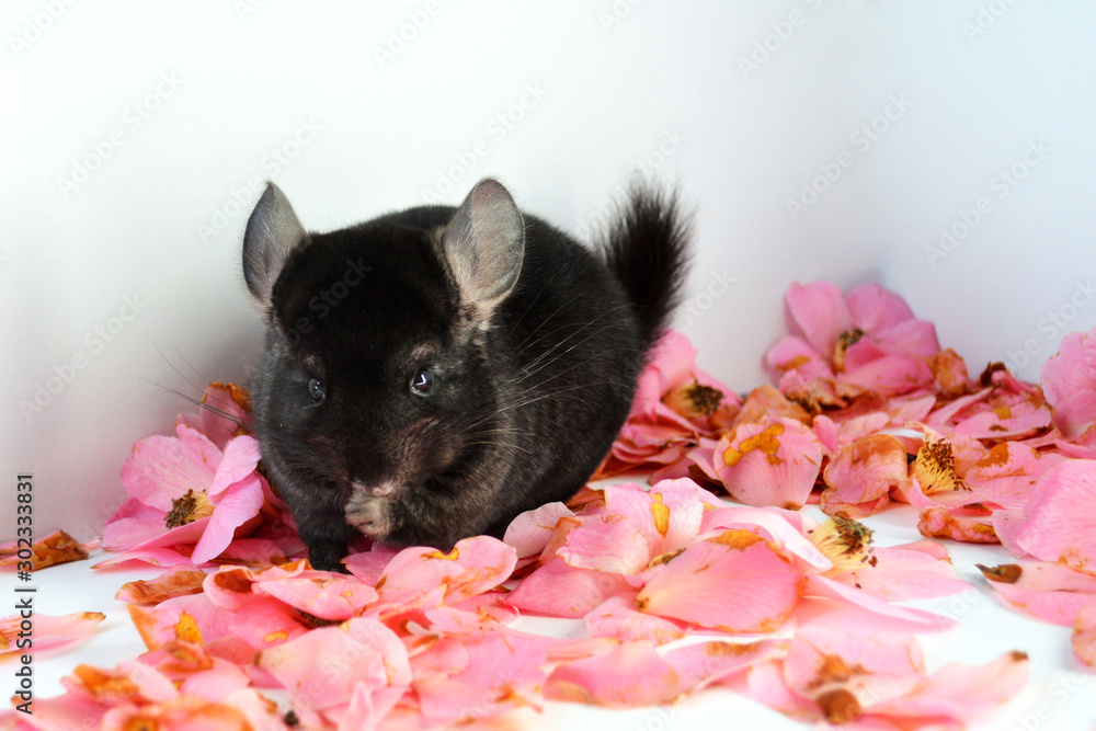 A beautiful domestic chinchilla male  with a nice black fur.  it is an animal considered as a rodent and a exotic pet.