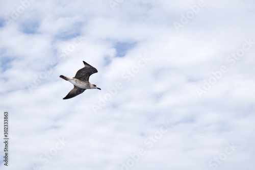 White-brown seagull flying during bright cloudy day.
