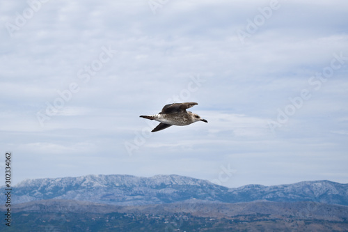 White-brown seagull flying during bright cloudy day.