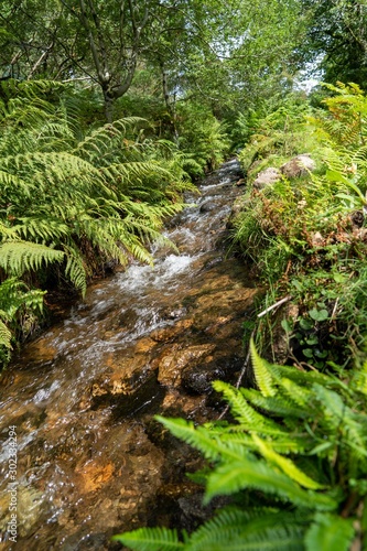 Steam running through dartmoor national park