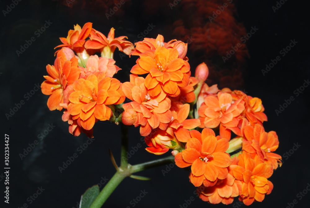 double orange to kalanchoe decorative room flower double orange to kalanchoe decorative room flower