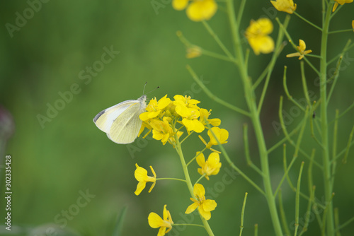 モンシロチョウ